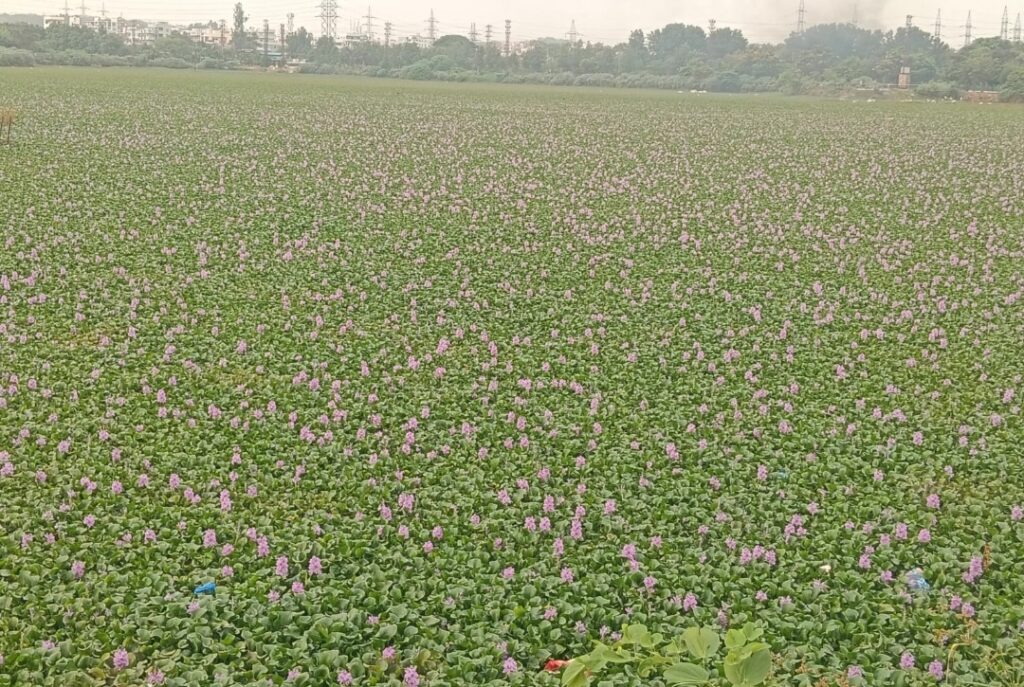 చందనం చెరువులో గుర్రపు డెక్క తొలగింపు కార్యక్రమం ప్రారంభించిన అధికారులు
